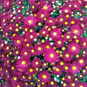 Meet your Posher, Krista